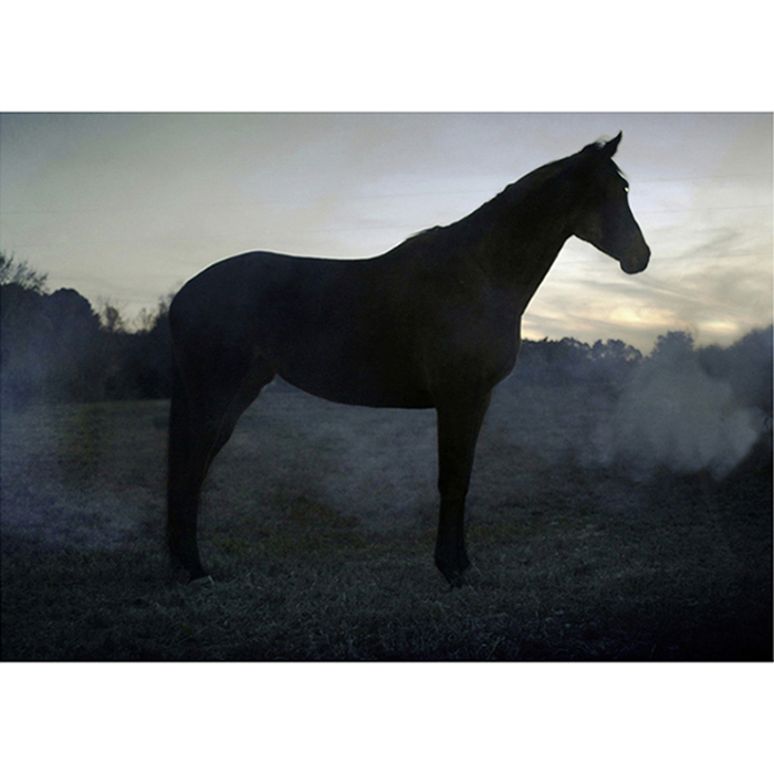 27893 NC cheval noir à la tombé de la nuit © Rémy Artiges - Photographie