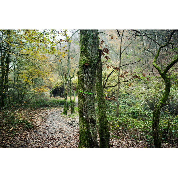 Aigrefoin foret arbres peinture vert printemps © Rémy Artiges - Photographie