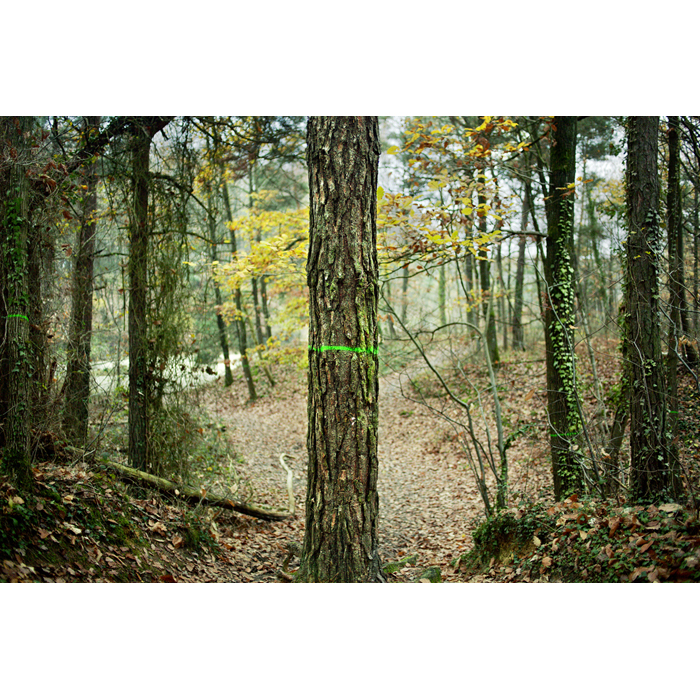 Aigrefoin foret arbres peinture vert automne	© Rémy Artiges - Photographie