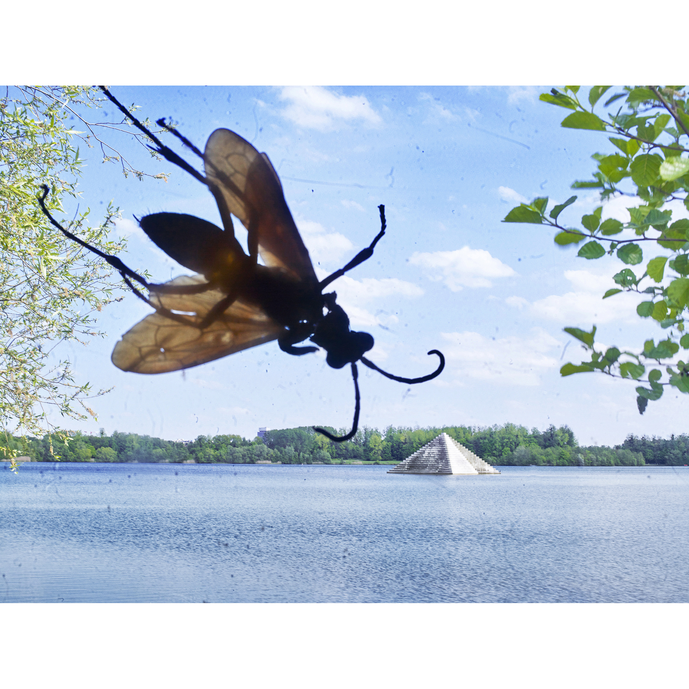 Bug insectes Punaise Cheminée Usine Bleue Ivry sur Seine © Rémy Artiges - Photographie
