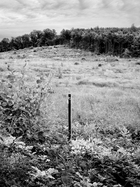 TGV Est trace piquet colline foret © Rémy Artiges - Photographie