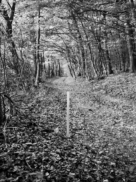 TGV Est trace piquet foret chemin © Rémy Artiges - Photographie