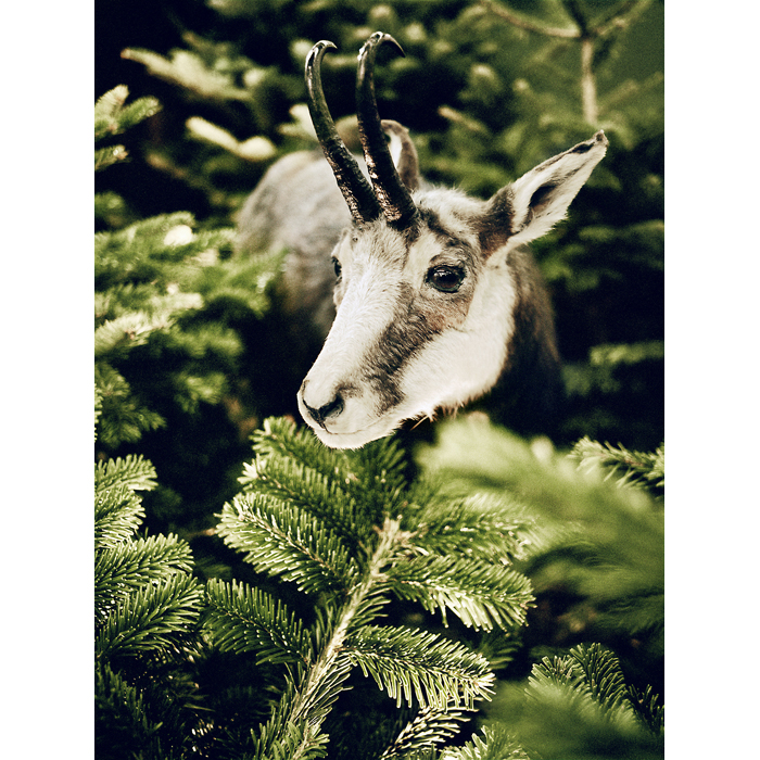 Salon de l'Agriculture Paris Porte de Versailles chamois sapin © Rémy Artiges - Photographie